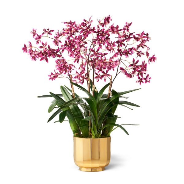 Purple Oncidium Orchid and Delmara Large Cachepot, Gold